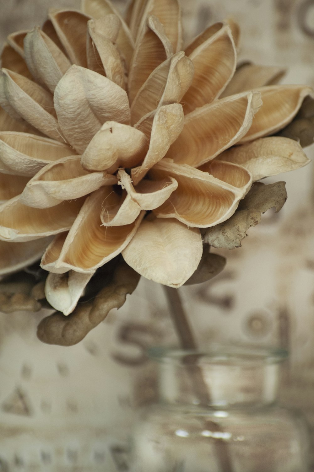 Fotografia de close-up de flor de pétalas castanhas e brancas
