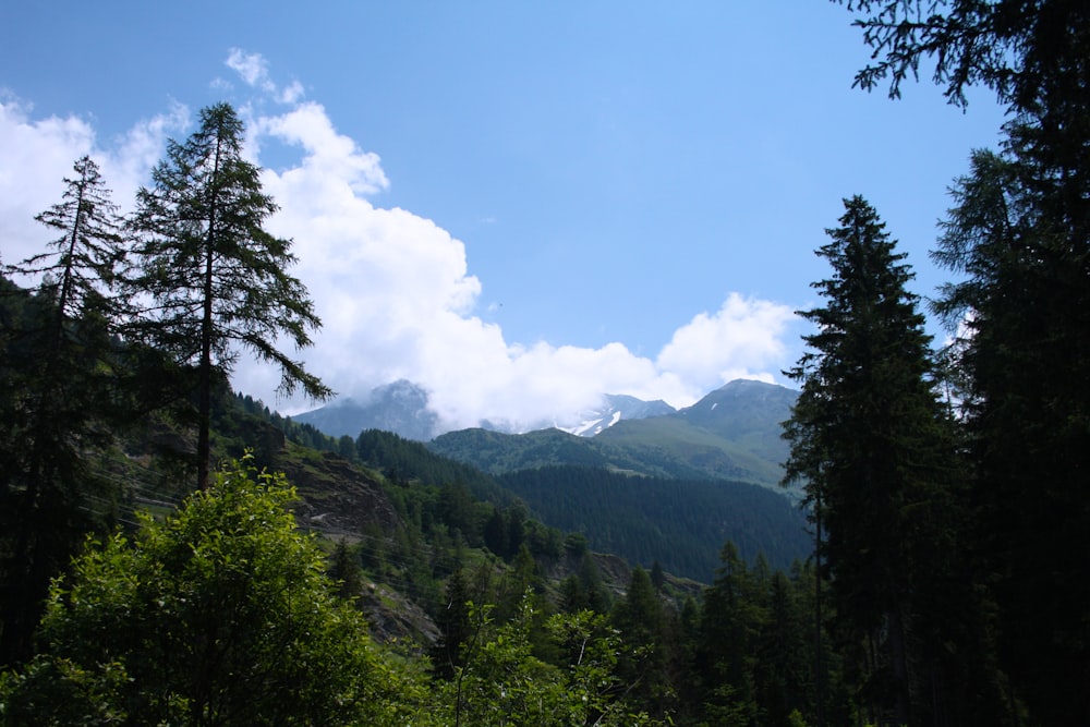 tree lot hill under white clouds and blue sky during daytime