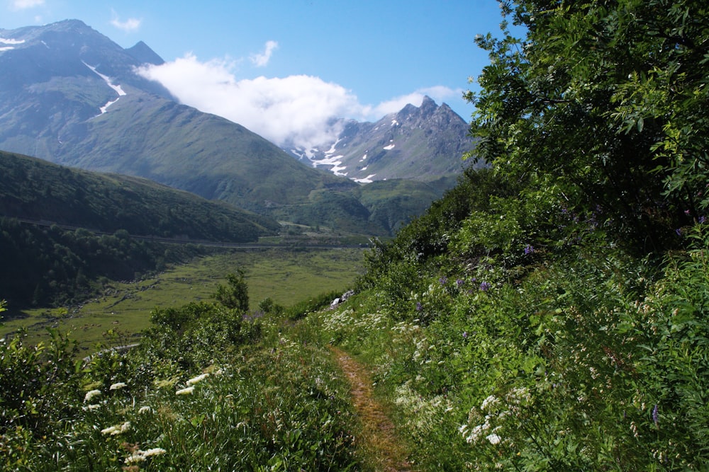 green leafed trees and mountains