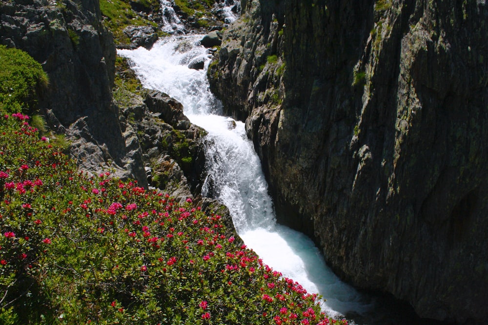 red flower lot near river and cliff during daytime