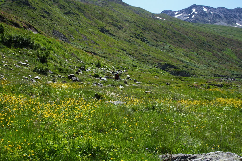 yellow flower field