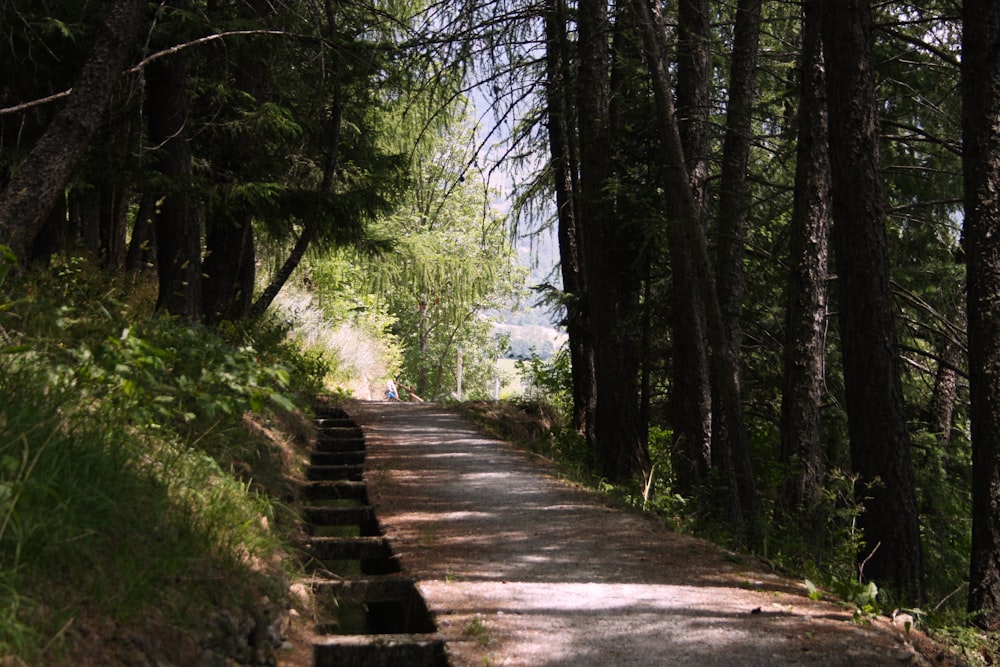 pathways besides trees during daytime