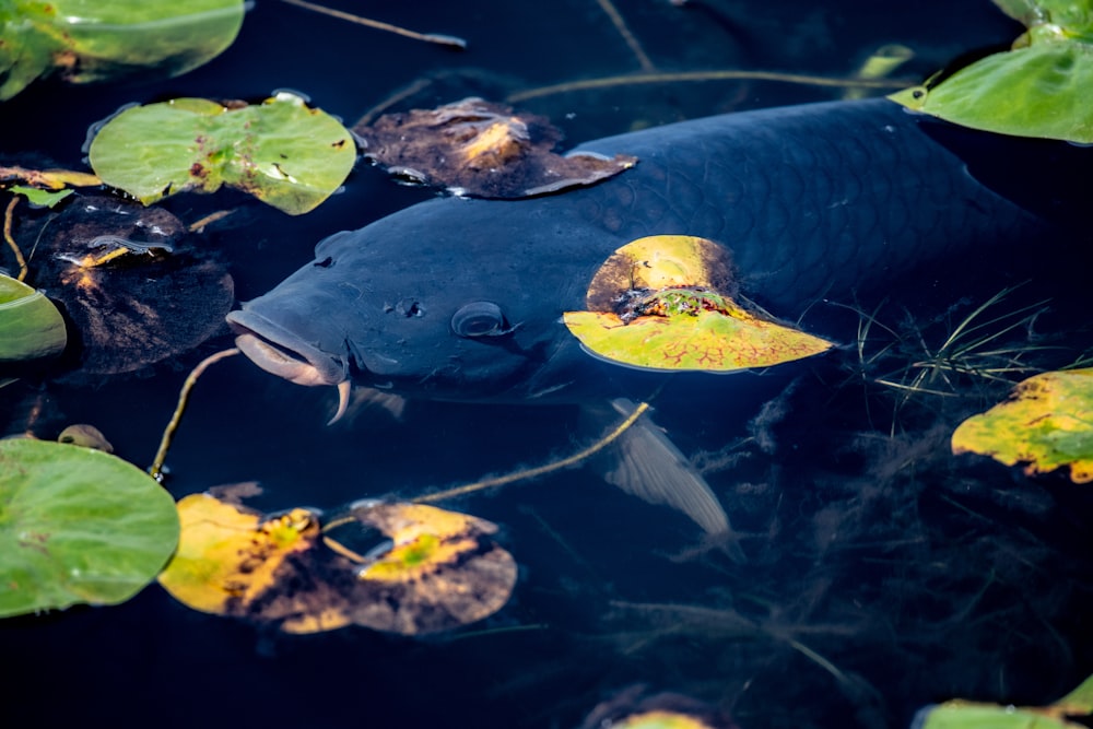 black fish close-up photography