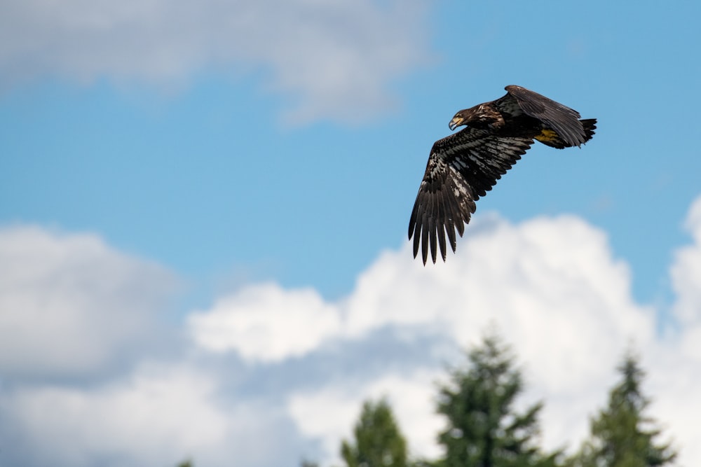 black and white hawk in mid air during day