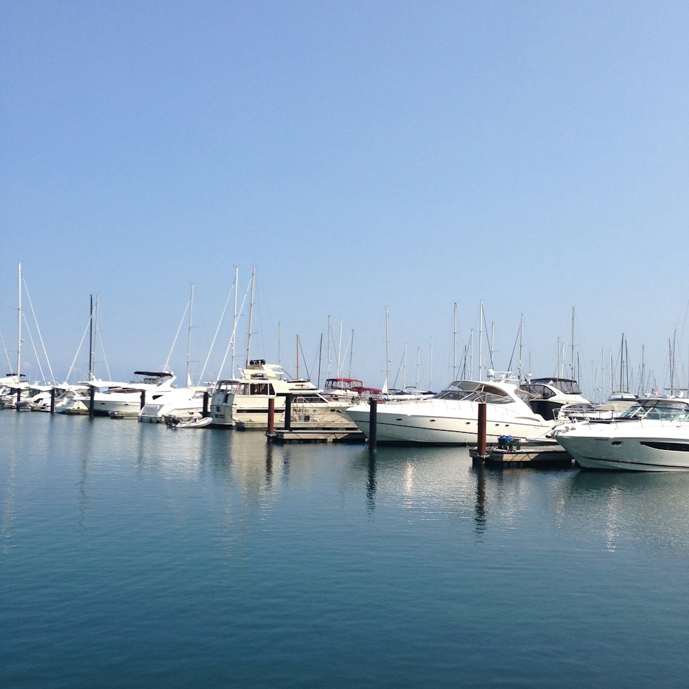 white yachts in pier