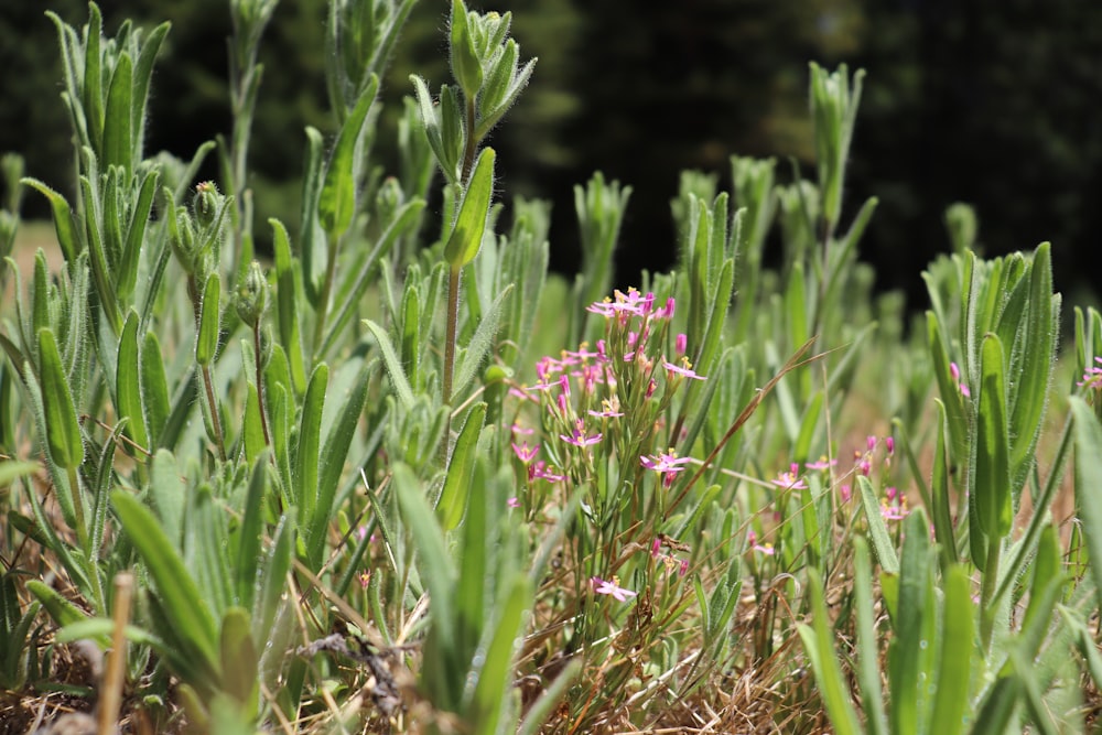 pink petaled flowers