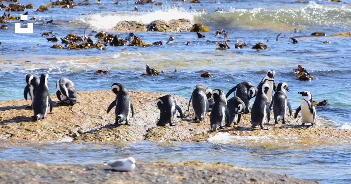 Penguins Near Ocean During Daytime Photo Free Bird Image On Unsplash penguins-near-ocean-during-daytime-photo-free-bird-image-on-unsplash