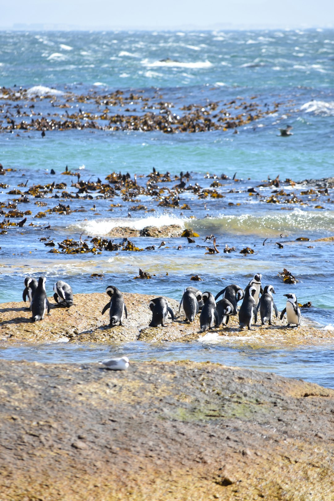 penguins near ocean during daytime