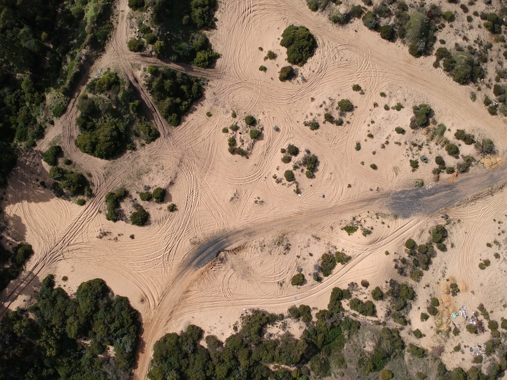 aerial view of trees on desert