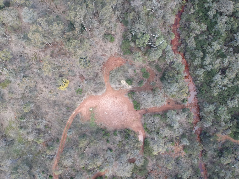 top view of a forest