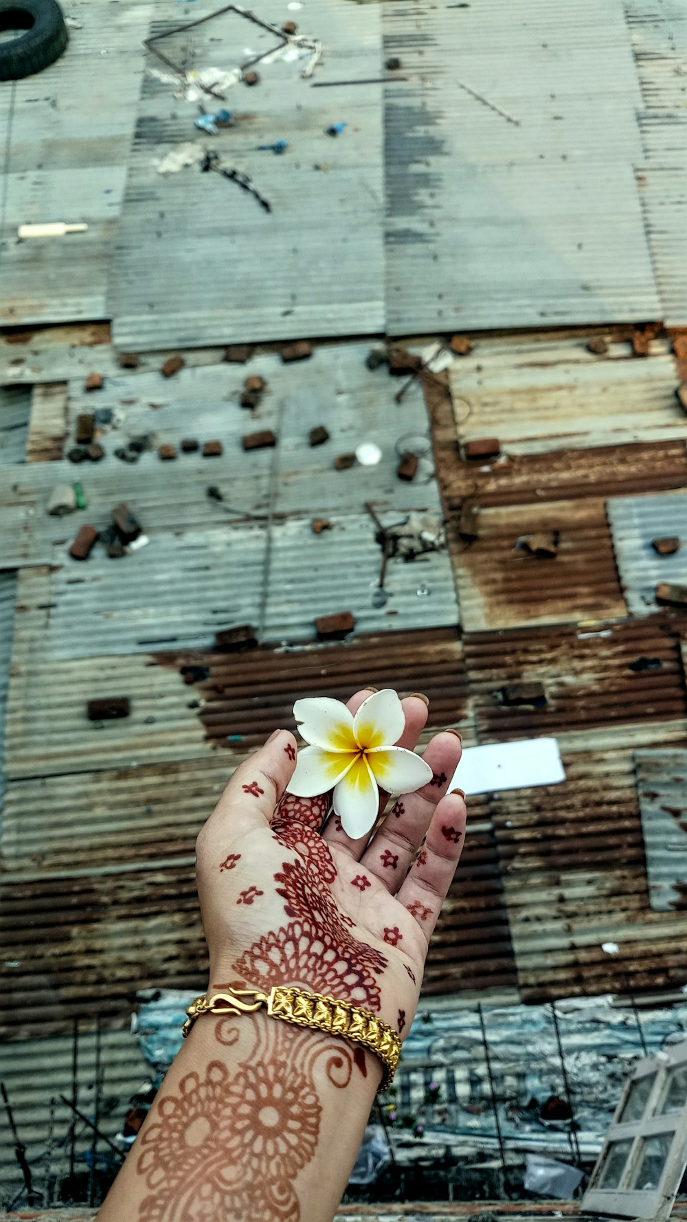 Persona sosteniendo una fotografía de primer plano de flor de pétalos blancos y amarillos