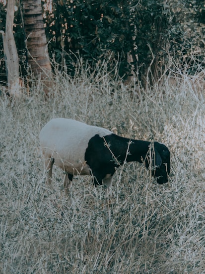 A goat with black and white fur grazes in a field of tall, dry grass. In the background, there are leafy trees and a rough tree trunk, creating a natural forest-like setting.