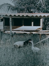 A small wooden animal shelter elevated above the ground on stilts is situated in a grassy area. In front of the shelter, a goat and a goose are interacting with each other. The background includes dense foliage and a palm branch.