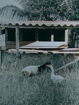 A small wooden animal shelter elevated above the ground on stilts is situated in a grassy area. In front of the shelter, a goat and a goose are interacting with each other. The background includes dense foliage and a palm branch.