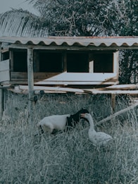 A small wooden animal shelter elevated above the ground on stilts is situated in a grassy area. In front of the shelter, a goat and a goose are interacting with each other. The background includes dense foliage and a palm branch.