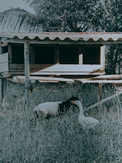A small wooden animal shelter elevated above the ground on stilts is situated in a grassy area. In front of the shelter, a goat and a goose are interacting with each other. The background includes dense foliage and a palm branch.