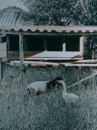 A small wooden animal shelter elevated above the ground on stilts is situated in a grassy area. In front of the shelter, a goat and a goose are interacting with each other. The background includes dense foliage and a palm branch.