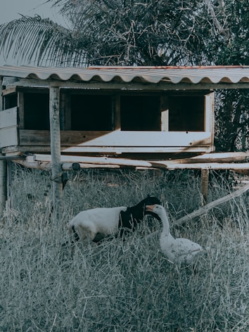 A small wooden animal shelter elevated above the ground on stilts is situated in a grassy area. In front of the shelter, a goat and a goose are interacting with each other. The background includes dense foliage and a palm branch.