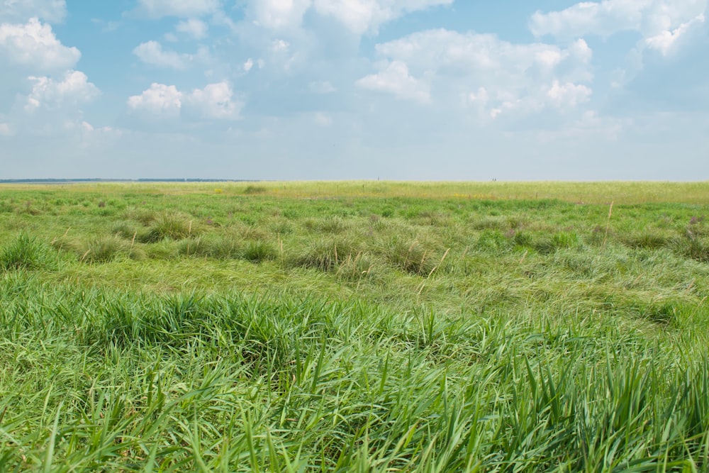 green field