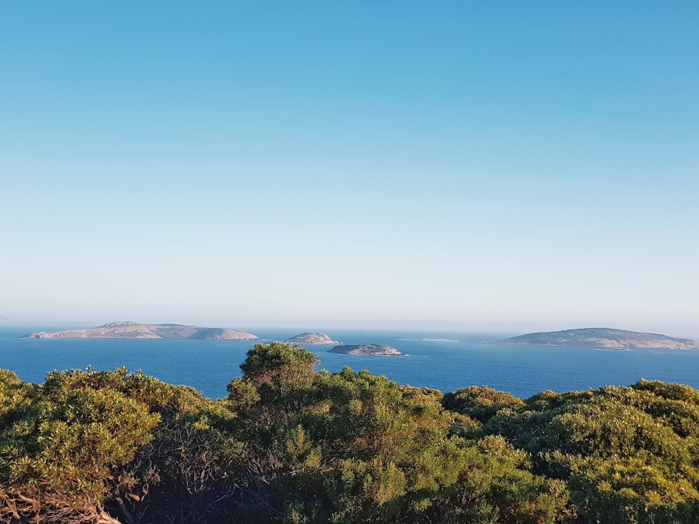 aerial photo of forest near body of water during daytime