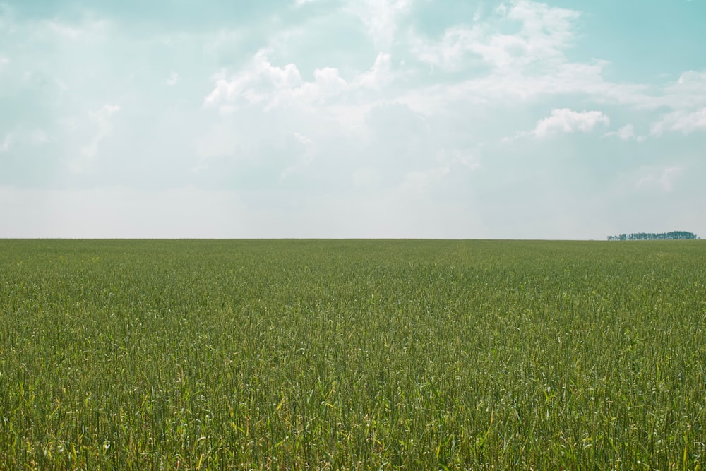 green grass field under white clouds during daytime