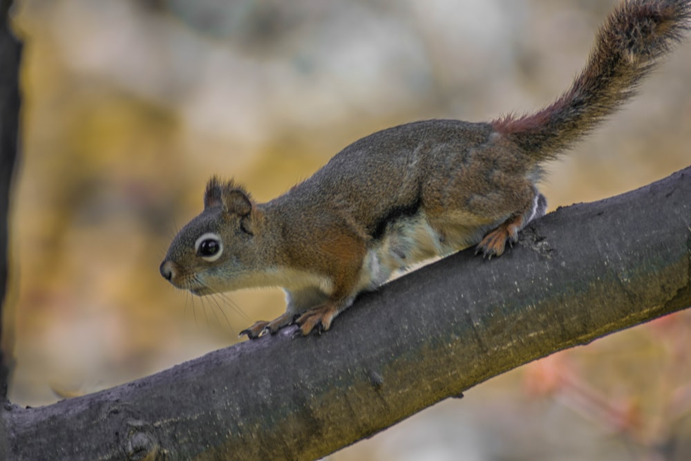 brown squirrel