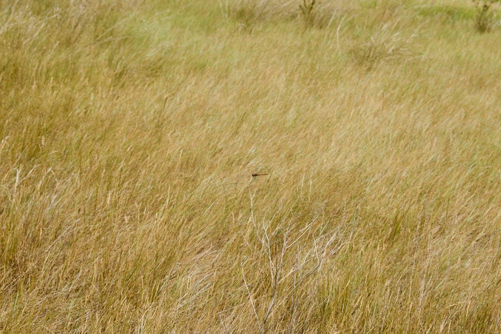 brown grass field