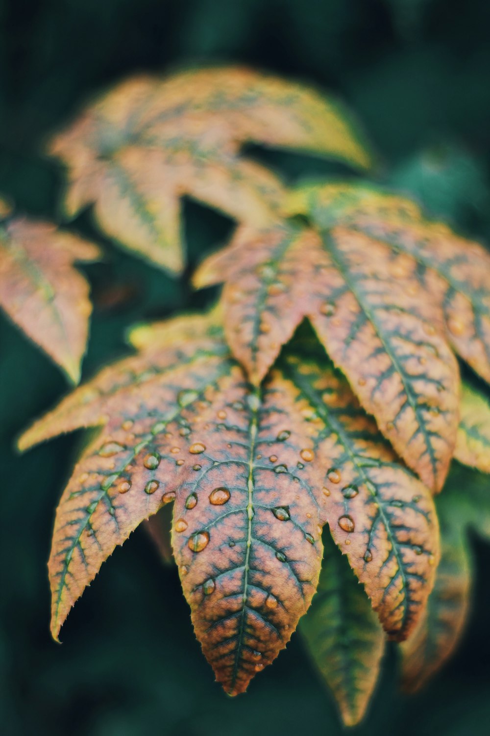 selective focus photography of dew drops on brown leaves