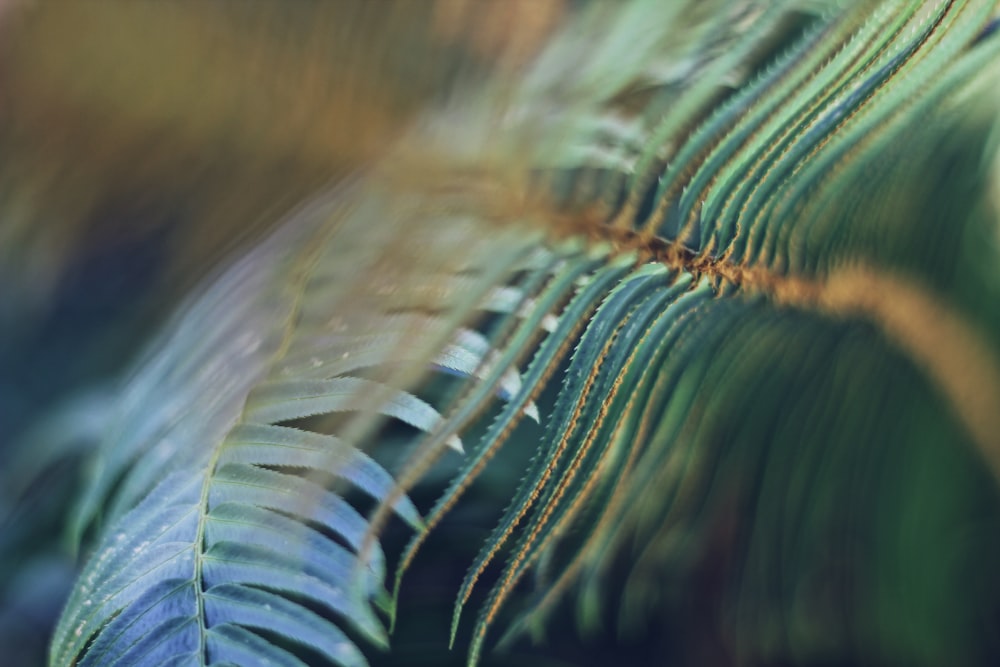 photo en gros plan d’une plante de fougère verte