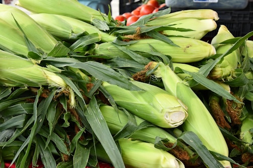 Close-up of fresh corn cobs with green husks on a rustic wooden table