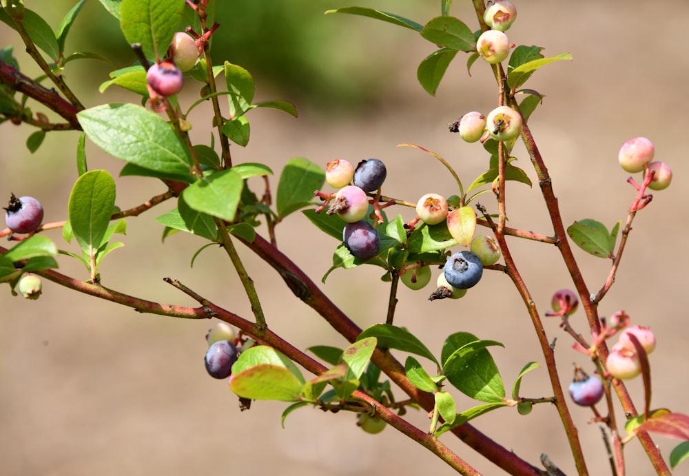 selective focus photo of blueberries