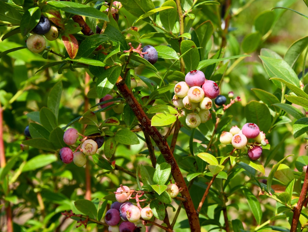 green plant close-up photography