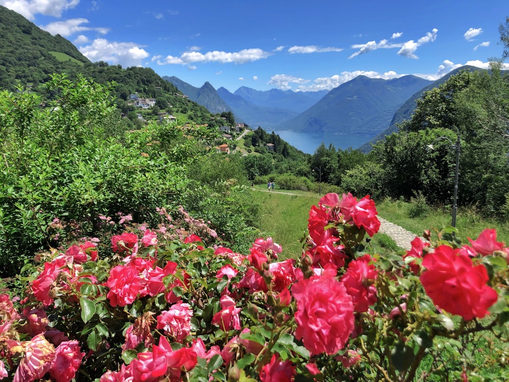 rosa blütenblatt blumen nahaufnahme fotografie