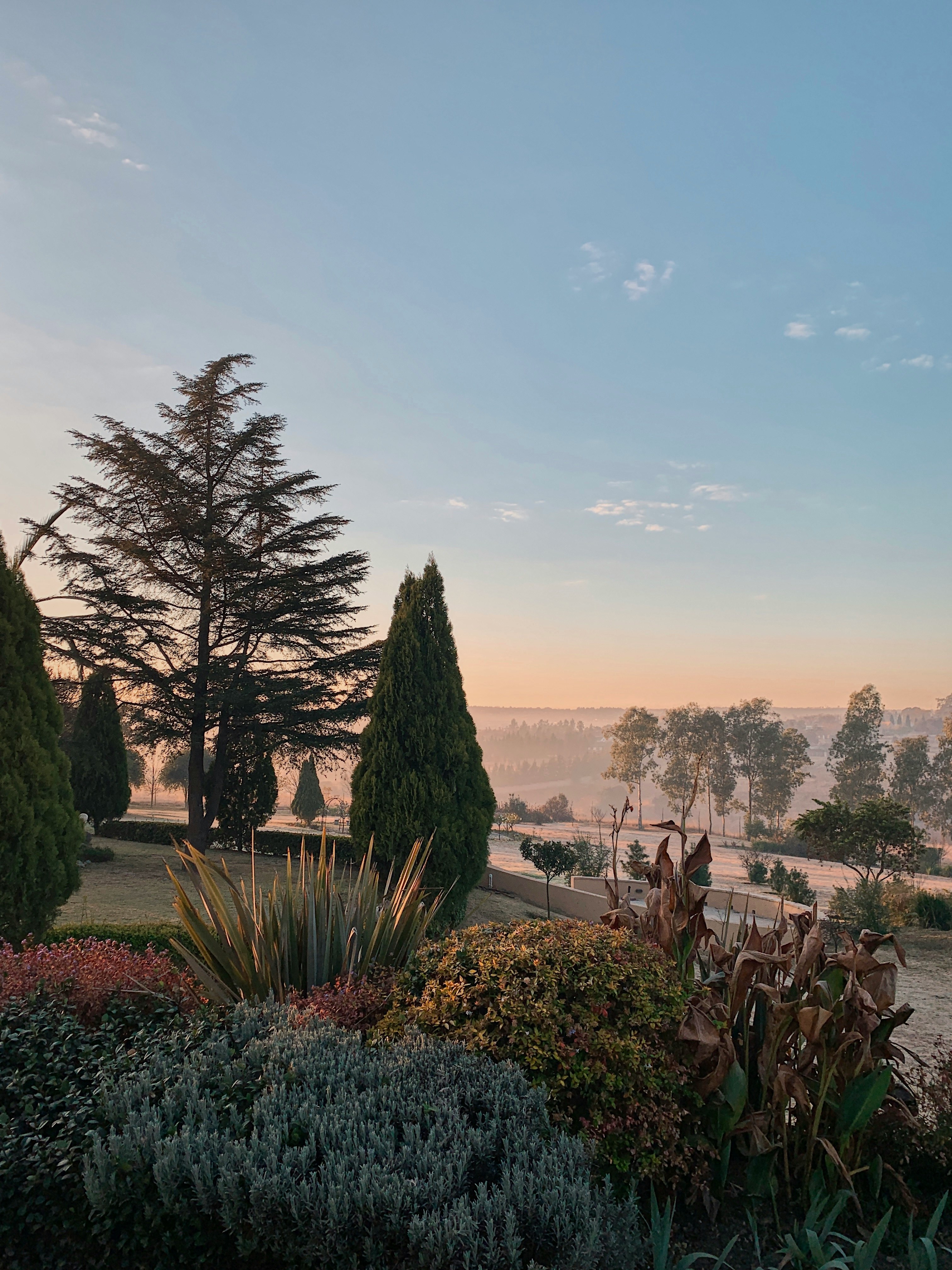 pine trees at the garden at the highland