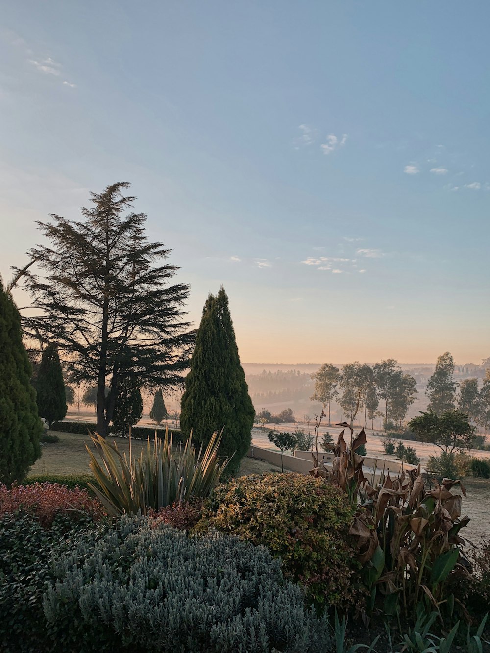 pine trees at the garden at the highland