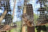 A small squirrel-like animal is inside a metal cage. The creature is looking directly at the camera with its front paws gripping the wire mesh. The background consists of a natural setting with trees and a blue sky visible beyond the cage.