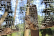 A small squirrel-like animal is inside a metal cage. The creature is looking directly at the camera with its front paws gripping the wire mesh. The background consists of a natural setting with trees and a blue sky visible beyond the cage.