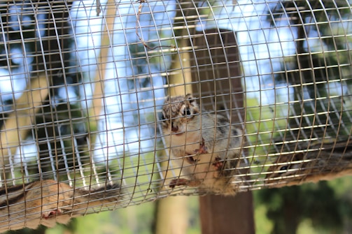 A small squirrel-like animal is inside a metal cage. The creature is looking directly at the camera with its front paws gripping the wire mesh. The background consists of a natural setting with trees and a blue sky visible beyond the cage.