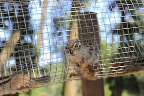 A small squirrel-like animal is inside a metal cage. The creature is looking directly at the camera with its front paws gripping the wire mesh. The background consists of a natural setting with trees and a blue sky visible beyond the cage.