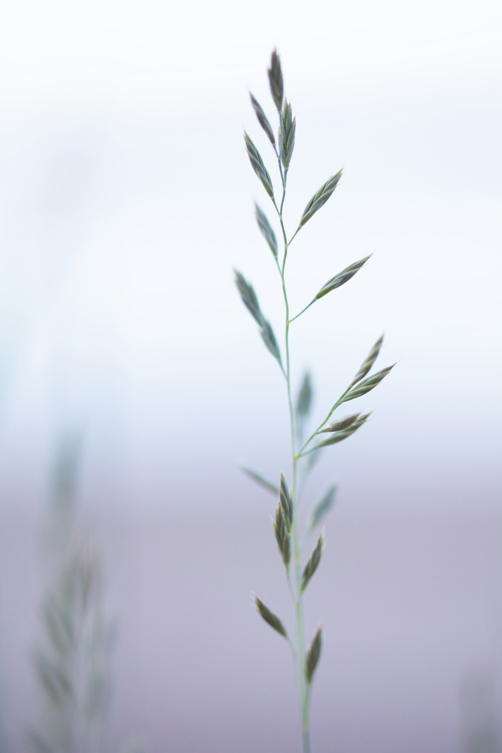 green-leafed plant