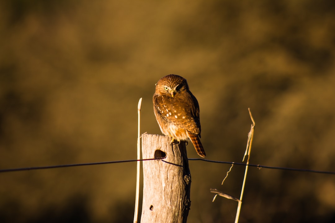 bird perched on wood