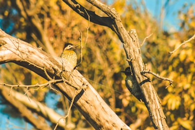 white and yellow bird on tree close-up photography