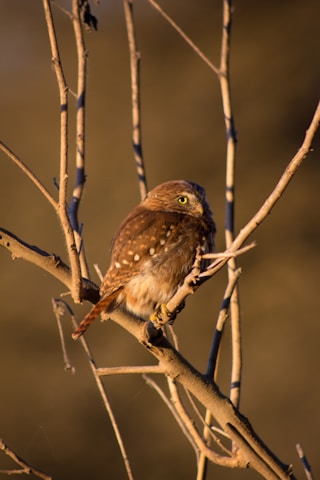 A small brown owl is perched on a bare tree branch. The bird has speckled feathers and striking yellow eyes. The warm, golden sunlight casts soft shadows over the muted background, creating a serene atmosphere.