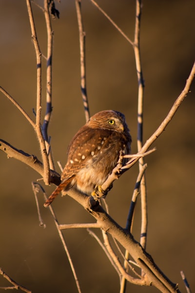 bird perched on branch
