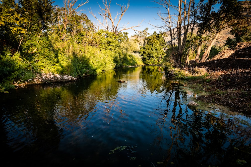 body of water near trees during daytime