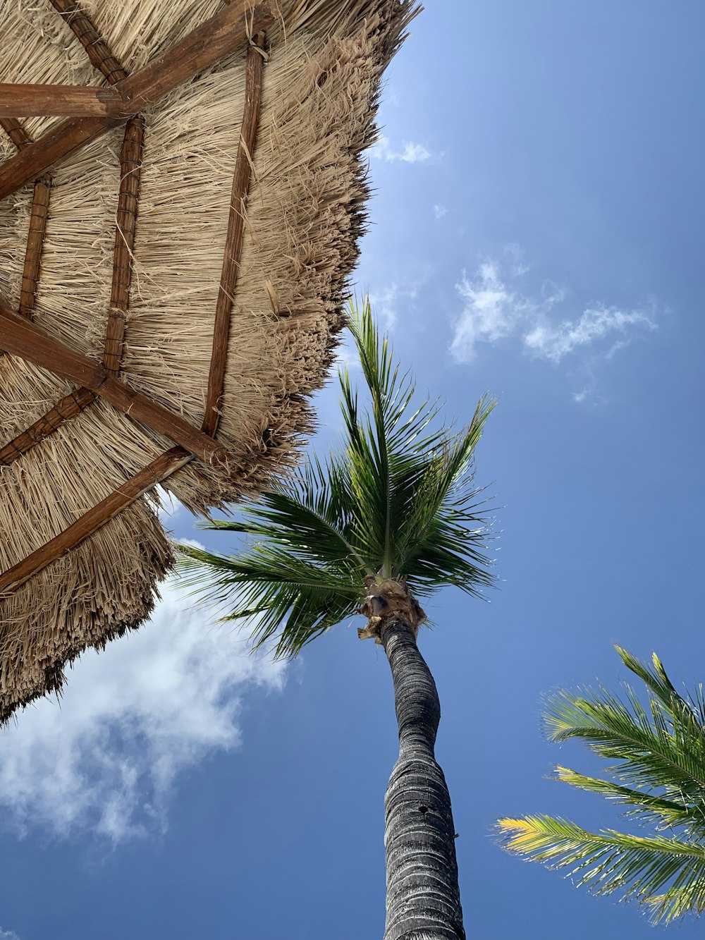 Foto de ángulo bajo de la palmera durante el día