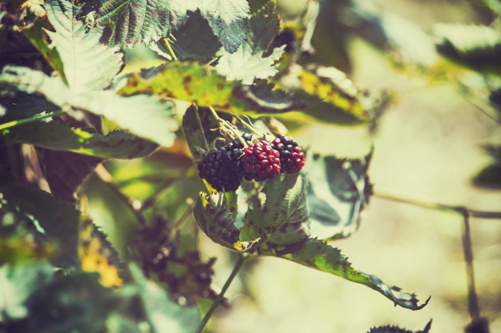 selective photo of black and red raspberries
