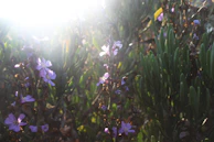 Sunlight streaming through green plants growing in an organic garden.