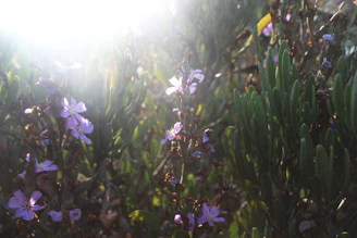 Sunlight filtering through lavender stems, casting warm shadows on soft earth.