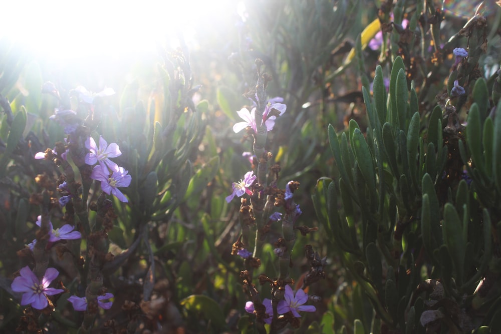 selective focus photography of purple petaled flowers